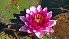Bild: Blume 49 – Klick zum Vergrößern