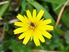 Bild: Blume 75 – Klick zum Vergrößern
