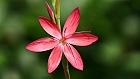 Bild: Blume 84 – Klick zum Vergrößern