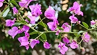 Bild: Blume 89 – Klick zum Vergrößern