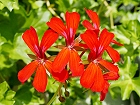 Bild: Blume 91 – Klick zum Vergrößern