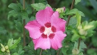 Bild: Blume 94 – Klick zum Vergrößern