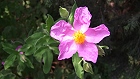 Bild: Blume 95 – Klick zum Vergrößern