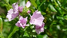 Bild: Blume 62 – Klick zum Vergrößern