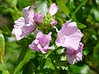 Bild: Blume 62 – Klick zum Vergrößern