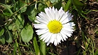 Bild: Blume 97 – Klick zum Vergrößern