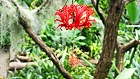 Bild: hibiscus schizopetalu – Klick zum Vergrößern