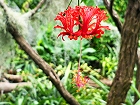 Bild: hibiscus schizopetalu – Klick zum Vergrößern