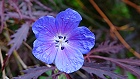 Bild: Blume 102 – Klick zum Vergrößern