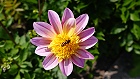 Bild: Blume 104 – Klick zum Vergrößern