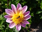Bild: Blume 104 – Klick zum Vergrößern