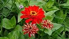 Bild: Blume 106 – Klick zum Vergrößern
