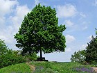 Bild: Einzelner Baum 01 – Klick zum Vergrößern