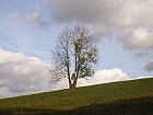 Bild: einzelner Baum 02 – Klick zum Vergrößern