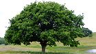 Bild: Einzelner Baum 03 – Klick zum Vergrößern