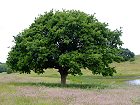 Bild: einzelner Baum 03 – Klick zum Vergrößern