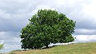 Bild: Einzelner Baum 04 – Klick zum Vergrößern