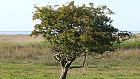 Bild: Einzelner Baum 05 – Klick zum Vergrößern