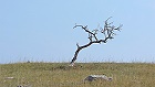 Bild: Einzelner Baum 06 – Klick zum Vergrößern