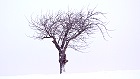 Bild: Einzelner Baum 07 – Klick zum Vergrößern