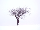 Bild: Einzelner Baum 07 – Klick zum Vergrößern