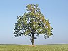 Bild: Einzelner Baum 08 Anfang Herbst – Klick zum Vergrößern
