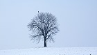 Bild: Einzelner Baum 09 – Klick zum Vergrößern