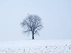 Bild: Einzelner Baum 09 – Klick zum Vergrößern