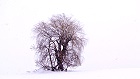 Bild: Einzelner Baum 11&nbsp;&ndash; Klick zum Vergr&ouml;&szlig;ern