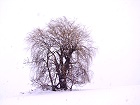 Bild: Einzelner Baum 11&nbsp;&ndash; Klick zum Vergr&ouml;&szlig;ern