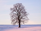 Bild: Einzelner Baum 13 – Klick zum Vergrößern
