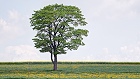 Bild: Einzelner Baum 14 – Klick zum Vergrößern