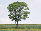 Bild: Einzelner Baum 14 – Klick zum Vergrößern