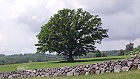 Bild: Einzelner Baum 15 – Klick zum Vergrößern