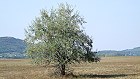 Bild: Einzelner Baum 16 – Klick zum Vergrößern
