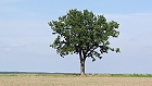 Bild: Einzelner Baum 17 – Klick zum Vergrößern