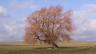 Bild: Einzelner Baum 18 – Klick zum Vergrößern