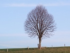 Bild: Einzelner Baum 01 – Klick zum Vergrößern