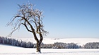 Bild: Einzelner Baum 20 – Klick zum Vergrößern