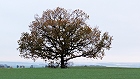 Bild: Einzelner Baum 23 – Klick zum Vergrößern