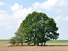 Bild: Einzelner Baum 26 – Klick zum Vergrößern