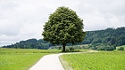 Bild: Einzelner Baum 29 – Klick zum Vergrößern