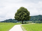 Bild: Einzelner Baum 29 – Klick zum Vergrößern