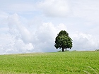 Bild: Einzelner Baum 30 – Klick zum Vergrößern
