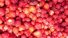 Bild: Erdbeeren 02 – Klick zum Vergrößern