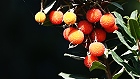 Bild: Früchte 02 – Klick zum Vergrößern