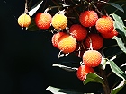 Bild: Früchte 02 – Klick zum Vergrößern
