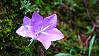 Bild: Pfirsischblättrige Glockenblume – Klick zum Vergrößern