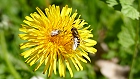Bild: Insekten 01 – Klick zum Vergrößern