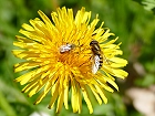 Bild: Insekten 01 – Klick zum Vergrößern